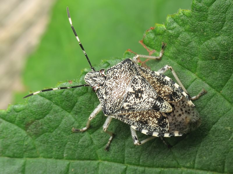 Rhaphigaster nebulosa (Poda, 1761)